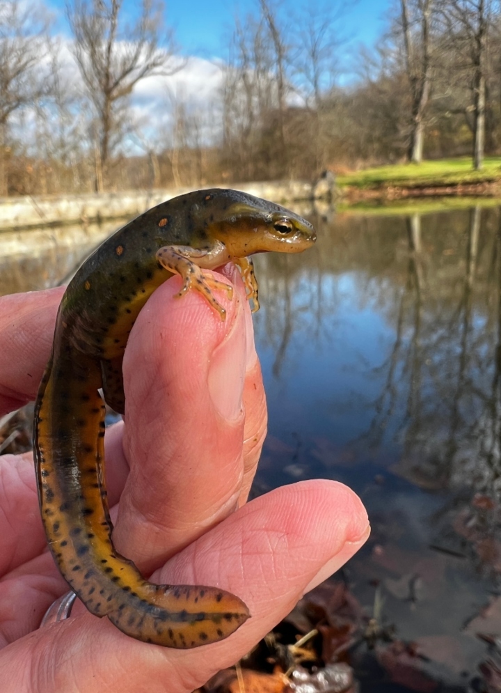 Red-spotted Newt